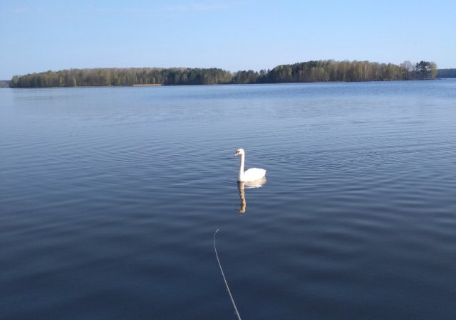Аренда на сутки а.у., д.Подлужье, 60км(Мог)