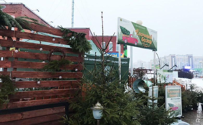 Почем елки к Новому году? Узнали, какие будут цены на елочных базарах