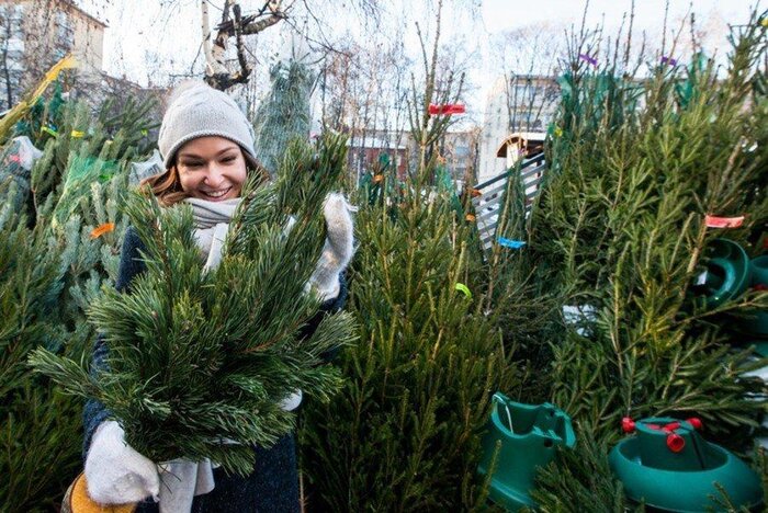 «В этом году елки будут дорогие». Площадки для елочных базаров в Минске распроданы по совсем не демократичным ценам